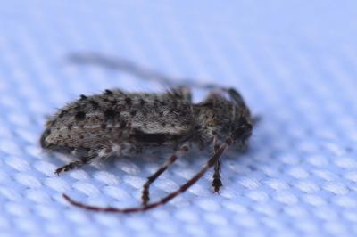 <i>Pogonocherus decoratus</i>