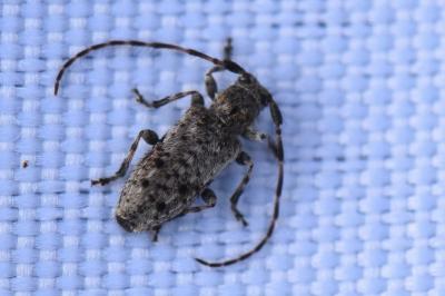 <i>Pogonocherus decoratus</i>