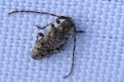 <i>Pogonocherus decoratus</i>