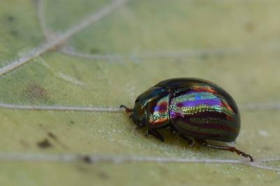 <i>Chrysolina americana</i>