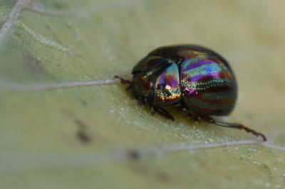 <i>Chrysolina americana</i>