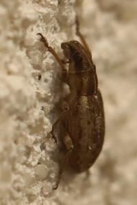 <i>Sitona</i>