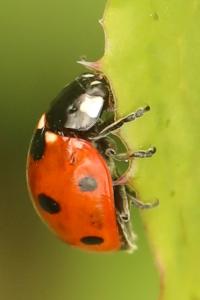 <i>Coccinella septempunctata</i>