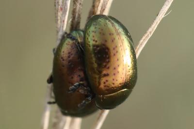 <i>Chrysolina hyperici</i>