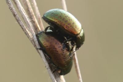 <i>Chrysolina hyperici</i>