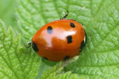 <i>Coccinella septempunctata</i>