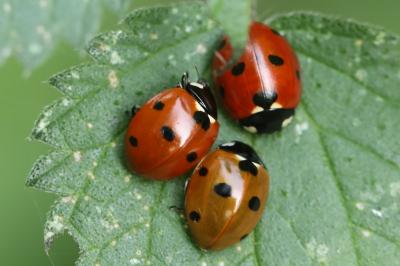 <i>Coccinella septempunctata</i>