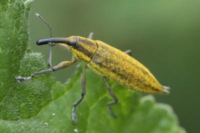 <i>Lixus iridis</i>