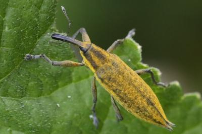 <i>Lixus iridis</i>