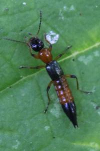 <i>Paederus</i>