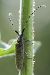<i>Agapanthia villosoviridescens</i>