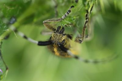 <i>Agapanthia villosoviridescens</i>