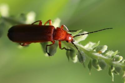 <i>Rhagonycha fulva</i>