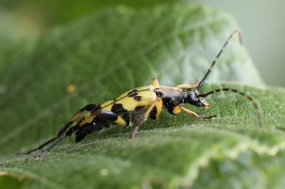 <i>Rutpela maculata</i>