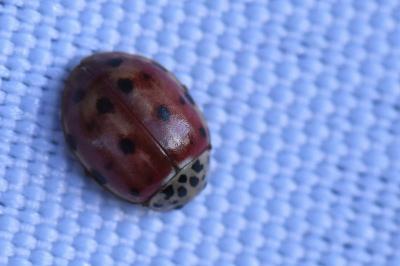 Harmonia quadripunctata
