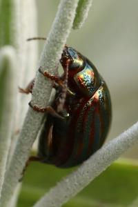 Chrysolina americana