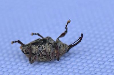 <i>Curculio glandium</i>