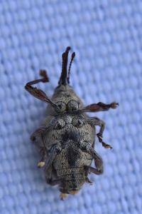 <i>Curculio glandium</i>