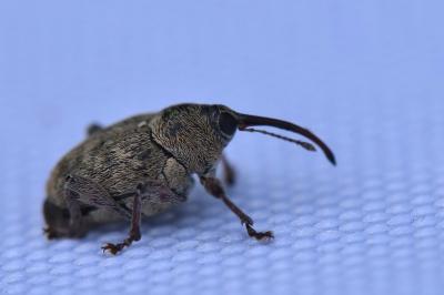 <i>Curculio glandium</i>