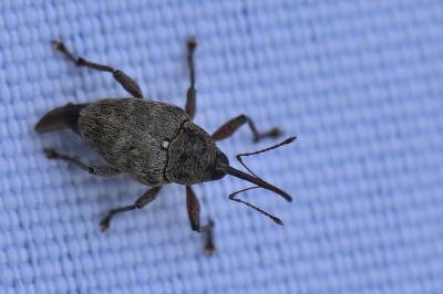 <i>Curculio glandium</i>