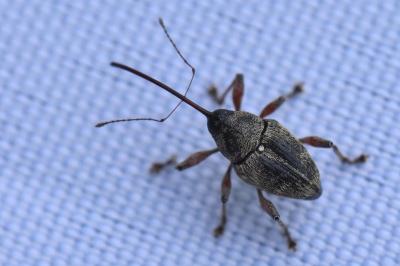 <i>Curculio glandium</i>