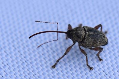 Curculio glandium