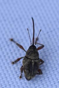 <i>Curculio glandium</i>