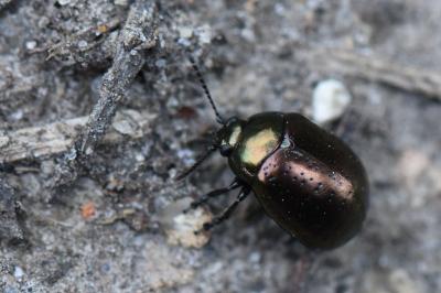 <i>Chrysolina hyperici</i>