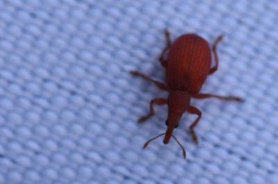 <i>Apion frumentarium</i>