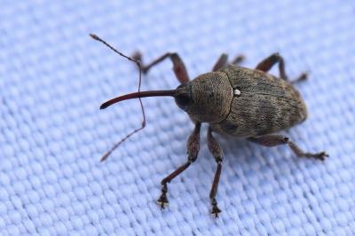 <i>Curculio glandium</i>