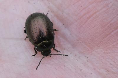 <i>Chrysolina hyperici</i>