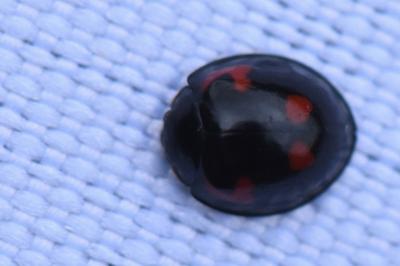 <i>Exochomus quadripustulatus</i>