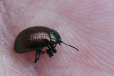 <i>Chrysolina hyperici</i>