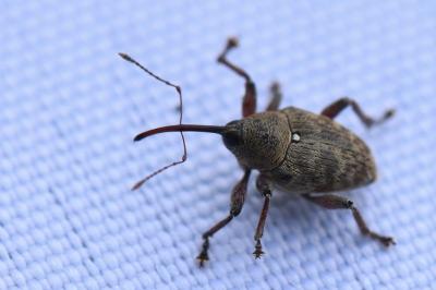 <i>Curculio glandium</i>
