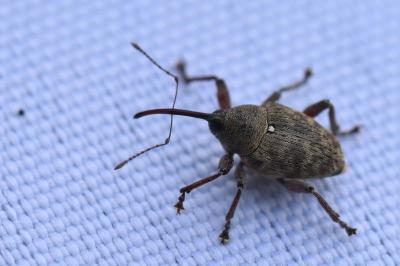<i>Curculio glandium</i>