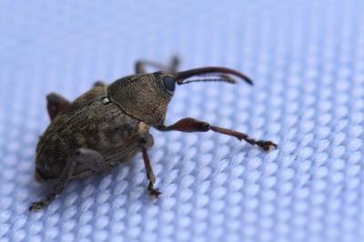 Curculio glandium