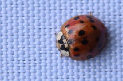<i>Harmonia axyridis</i>
