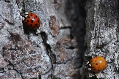 <i>Harmonia axyridis</i>
