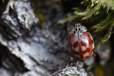 <i>Harmonia quadripunctata</i>