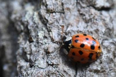 <i>Harmonia axyridis</i>