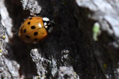 <i>Harmonia axyridis</i>