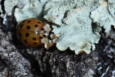 <i>Harmonia axyridis</i>