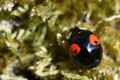 <i>Harmonia axyridis</i>