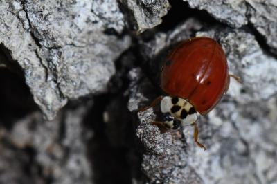 <i>Harmonia axyridis</i>