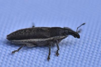 <i>Lixus ochraceus</i>