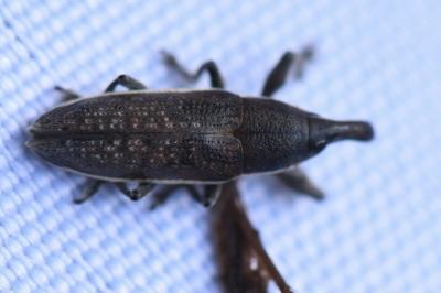 <i>Lixus ochraceus</i>