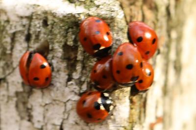 <i>Coccinella septempunctata</i>
