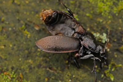 <i>Carabus nemoralis</i>