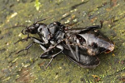 <i>Carabus nemoralis</i>