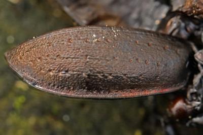 <i>Carabus nemoralis</i>